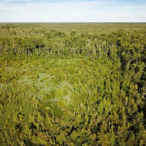 Photo of UNDER CONTRACT!  37 Acres of PRIME Bear Hunting Land For Sale in Tyrrell County NC!