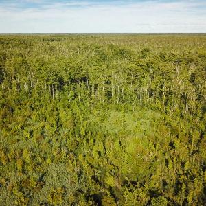Photo of UNDER CONTRACT!  37 Acres of PRIME Bear Hunting Land For Sale in Tyrrell County NC!