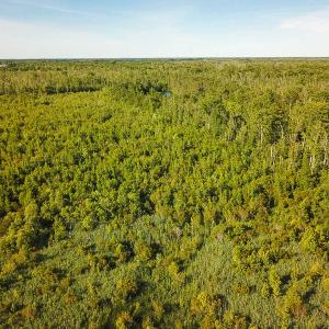 Photo of UNDER CONTRACT!  37 Acres of PRIME Bear Hunting Land For Sale in Tyrrell County NC!