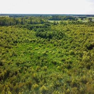 Photo of UNDER CONTRACT!  37 Acres of PRIME Bear Hunting Land For Sale in Tyrrell County NC!