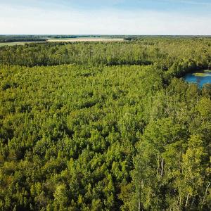 Photo of UNDER CONTRACT!  37 Acres of PRIME Bear Hunting Land For Sale in Tyrrell County NC!