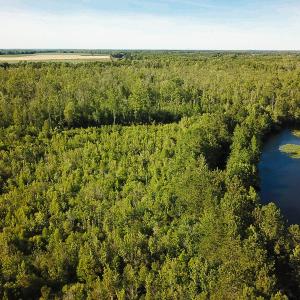 Photo of UNDER CONTRACT!  37 Acres of PRIME Bear Hunting Land For Sale in Tyrrell County NC!