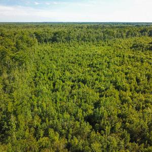 Photo of UNDER CONTRACT!  37 Acres of PRIME Bear Hunting Land For Sale in Tyrrell County NC!