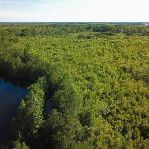 Photo of UNDER CONTRACT!  37 Acres of PRIME Bear Hunting Land For Sale in Tyrrell County NC!