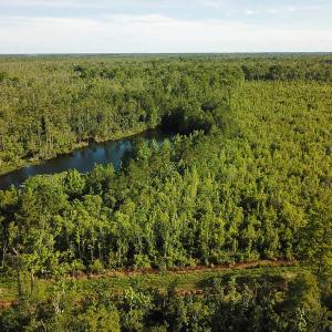 Photo of UNDER CONTRACT!  37 Acres of PRIME Bear Hunting Land For Sale in Tyrrell County NC!