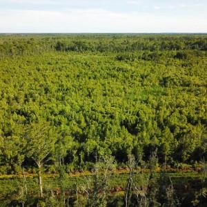 Photo of UNDER CONTRACT!  37 Acres of PRIME Bear Hunting Land For Sale in Tyrrell County NC!
