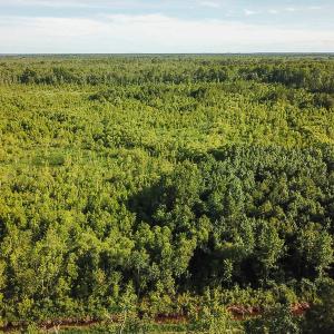 Photo of UNDER CONTRACT!  37 Acres of PRIME Bear Hunting Land For Sale in Tyrrell County NC!