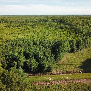 Photo of UNDER CONTRACT!  37 Acres of PRIME Bear Hunting Land For Sale in Tyrrell County NC!