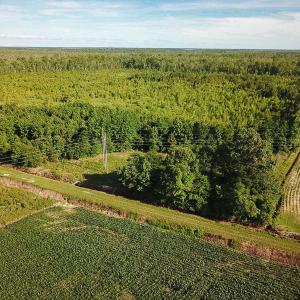 Photo of UNDER CONTRACT!  37 Acres of PRIME Bear Hunting Land For Sale in Tyrrell County NC!