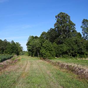 Photo of UNDER CONTRACT!  37 Acres of PRIME Bear Hunting Land For Sale in Tyrrell County NC!