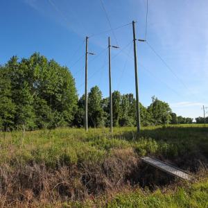 Photo of UNDER CONTRACT!  37 Acres of PRIME Bear Hunting Land For Sale in Tyrrell County NC!