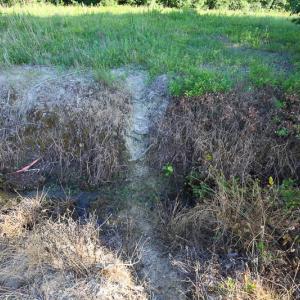 Photo of UNDER CONTRACT!  37 Acres of PRIME Bear Hunting Land For Sale in Tyrrell County NC!