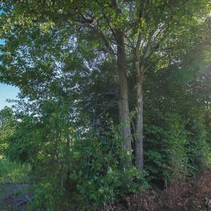 Photo of UNDER CONTRACT!  37 Acres of PRIME Bear Hunting Land For Sale in Tyrrell County NC!