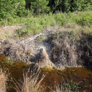Photo of UNDER CONTRACT!  37 Acres of PRIME Bear Hunting Land For Sale in Tyrrell County NC!