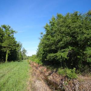 Photo of UNDER CONTRACT!  37 Acres of PRIME Bear Hunting Land For Sale in Tyrrell County NC!