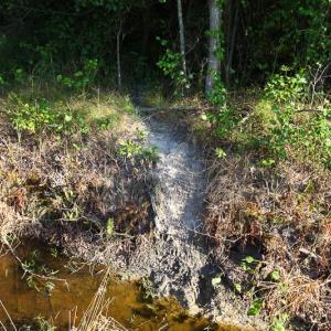 Photo of UNDER CONTRACT!  37 Acres of PRIME Bear Hunting Land For Sale in Tyrrell County NC!