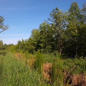Photo of UNDER CONTRACT!  37 Acres of PRIME Bear Hunting Land For Sale in Tyrrell County NC!