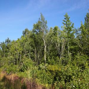 Photo of UNDER CONTRACT!  37 Acres of PRIME Bear Hunting Land For Sale in Tyrrell County NC!