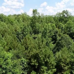 Photo of REDUCED!  18 Acres Land For Sale in Blount's Creek Beaufort County NC!