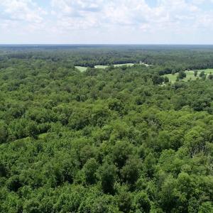 Photo of SOLD!  81.5 Acres of Waterfront Property For Sale in Blount's Creek Beaufort County NC!