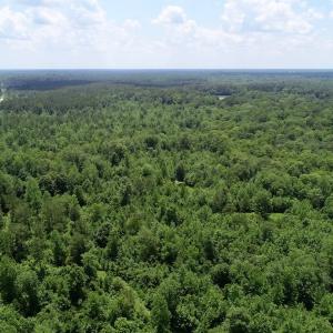 Photo of SOLD!  81.5 Acres of Waterfront Property For Sale in Blount's Creek Beaufort County NC!