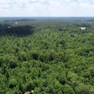 Photo of SOLD!  81.5 Acres of Waterfront Property For Sale in Blount's Creek Beaufort County NC!