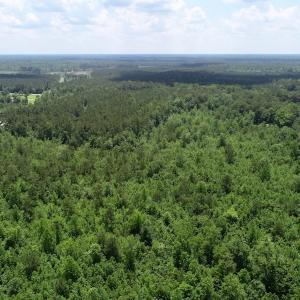 Photo of SOLD!  81.5 Acres of Waterfront Property For Sale in Blount's Creek Beaufort County NC!
