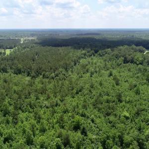 Photo of SOLD!  81.5 Acres of Waterfront Property For Sale in Blount's Creek Beaufort County NC!