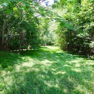 Photo of SOLD!  81.5 Acres of Waterfront Property For Sale in Blount's Creek Beaufort County NC!