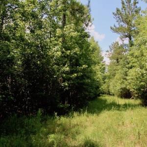 Photo of SOLD!  81.5 Acres of Waterfront Property For Sale in Blount's Creek Beaufort County NC!