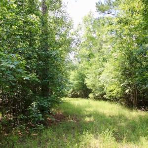 Photo of SOLD!  81.5 Acres of Waterfront Property For Sale in Blount's Creek Beaufort County NC!