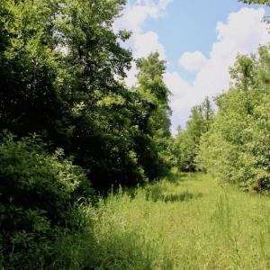 Photo of SOLD!  81.5 Acres of Waterfront Property For Sale in Blount's Creek Beaufort County NC!