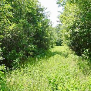 Photo of SOLD!  81.5 Acres of Waterfront Property For Sale in Blount's Creek Beaufort County NC!