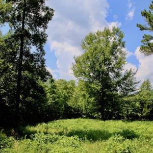 Photo of SOLD!  81.5 Acres of Waterfront Property For Sale in Blount's Creek Beaufort County NC!