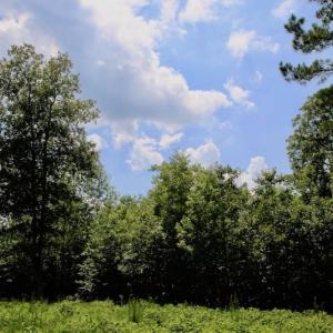 Photo of SOLD!  81.5 Acres of Waterfront Property For Sale in Blount's Creek Beaufort County NC!