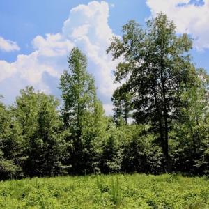 Photo of SOLD!  81.5 Acres of Waterfront Property For Sale in Blount's Creek Beaufort County NC!