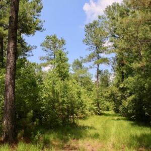 Photo of SOLD!  81.5 Acres of Waterfront Property For Sale in Blount's Creek Beaufort County NC!
