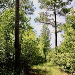 Photo of SOLD!  81.5 Acres of Waterfront Property For Sale in Blount's Creek Beaufort County NC!