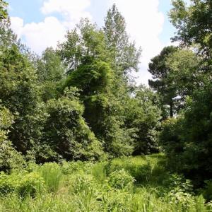 Photo of SOLD!  81.5 Acres of Waterfront Property For Sale in Blount's Creek Beaufort County NC!