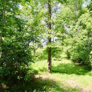 Photo of SOLD!  81.5 Acres of Waterfront Property For Sale in Blount's Creek Beaufort County NC!