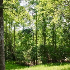 Photo of SOLD!  81.5 Acres of Waterfront Property For Sale in Blount's Creek Beaufort County NC!
