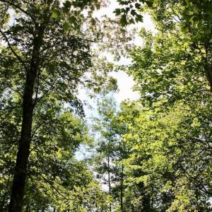Photo of SOLD!  81.5 Acres of Waterfront Property For Sale in Blount's Creek Beaufort County NC!
