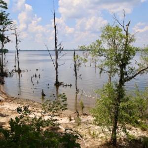 Photo of SOLD!  81.5 Acres of Waterfront Property For Sale in Blount's Creek Beaufort County NC!