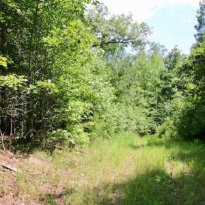 Photo of SOLD!  81.5 Acres of Waterfront Property For Sale in Blount's Creek Beaufort County NC!
