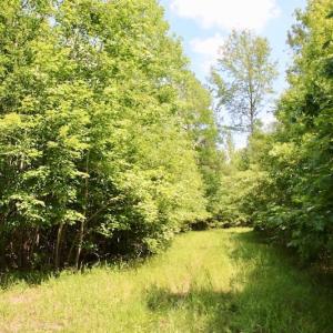 Photo of SOLD!  81.5 Acres of Waterfront Property For Sale in Blount's Creek Beaufort County NC!