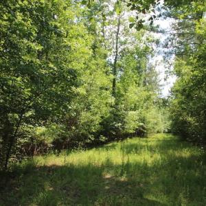 Photo of SOLD!  81.5 Acres of Waterfront Property For Sale in Blount's Creek Beaufort County NC!