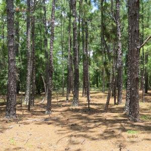 Photo of UNDER CONTRACT!  10.5 Acres of Hunting and Timberland For Sale in Bladen County NC!