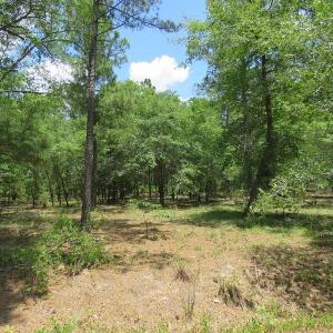 Photo of UNDER CONTRACT!  10.5 Acres of Hunting and Timberland For Sale in Bladen County NC!