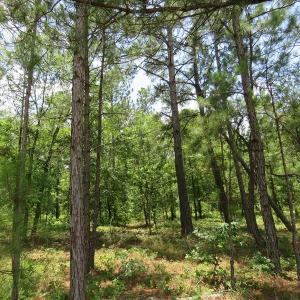 Photo of UNDER CONTRACT!  10.5 Acres of Hunting and Timberland For Sale in Bladen County NC!