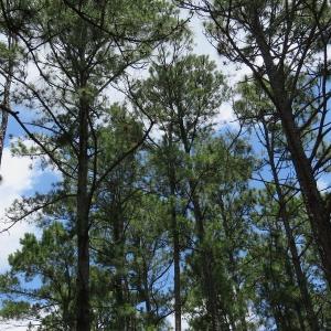 Photo of UNDER CONTRACT!  10.5 Acres of Hunting and Timberland For Sale in Bladen County NC!